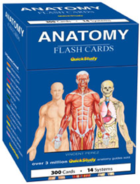 Quick Study Flash Cards Anatomy